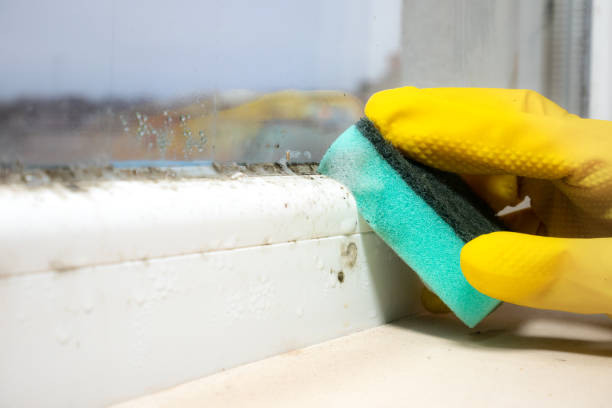 Mold removal